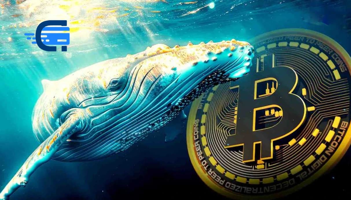 خرید بیت کوین توسط نهنگ ها در بازار نزولی!